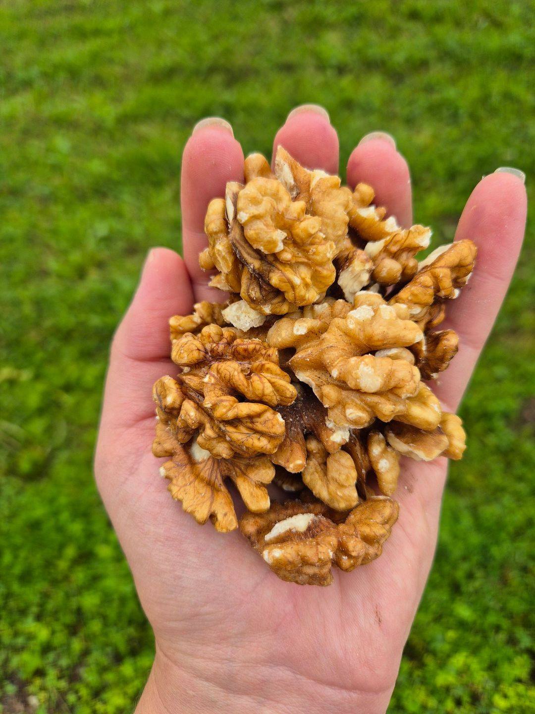 Orah 250g - organski uzgoj - OPG Prpić Diana