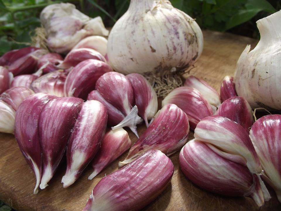 EKO češnjak 100g - OPG Mikić Srđan