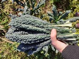 EKO crni toskanski palmasti kelj 500g - OPG Koščak Ivana