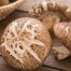 Shiitake gljive