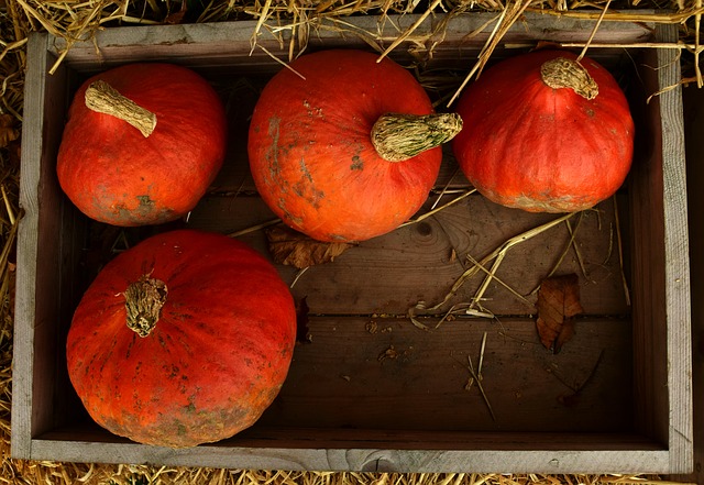 pumpkin-2802124_640.jpg Lička tikva hokaido 1kg - biodinamički uzgoj