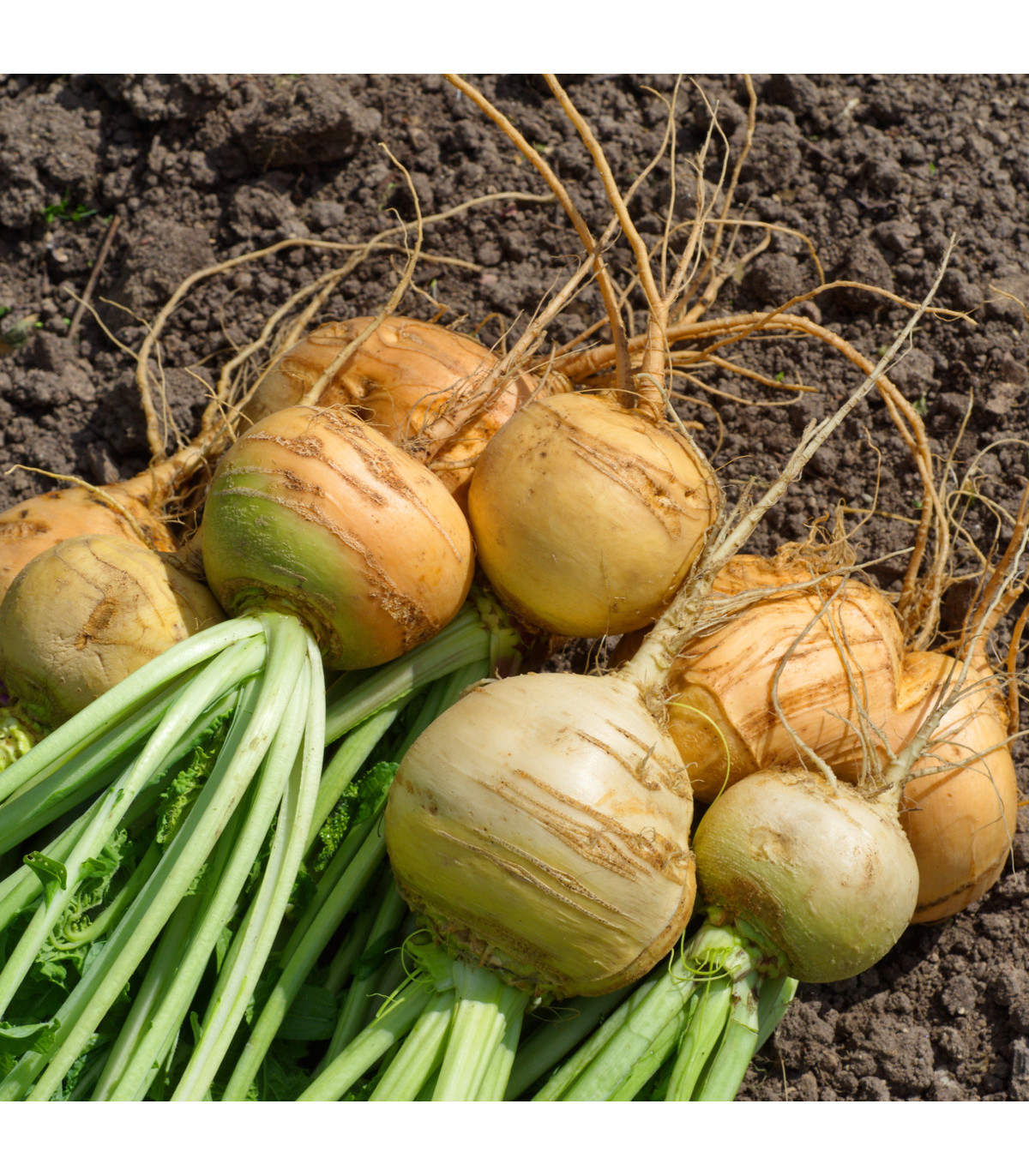 EKO koraba žuta 1kg - OPG Koščak Ivana