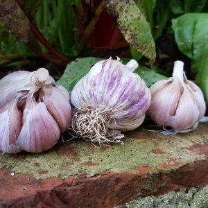 Češnjak 200g - OPG Šulog Ivan - organska proizvodnja