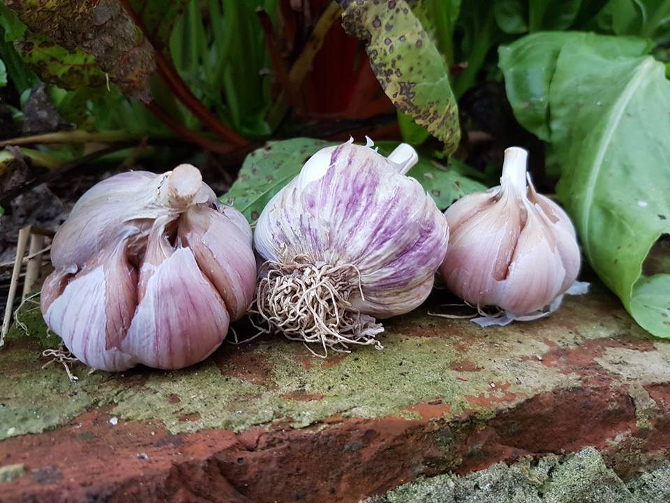 Češnjak 200g - OPG Šulog Ivan - organska proizvodnja