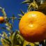 Domaća mandarina 1kg - organski uzgoj