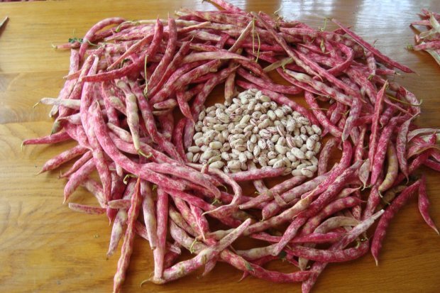 Lički mladi grah u komoški 500g - biodinamički uzgoj