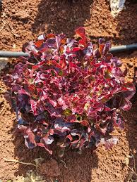 1 Presadnica salata hrastov list / kontejner od 6 presadnica - organski uzgoj - OPG Siljan Dorian