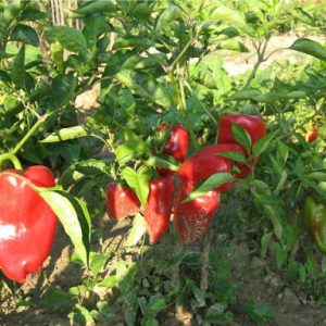 Presadnica paprika roga / kontejner od 6 presadnica - organski uzgoj - OPG Siljan Dorian