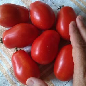 Presadnica rajčica niski šljivari, za šalšu / kontejner od 6 presadnica - organski uzgoj - OPG Siljan Dorian