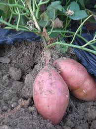 5 Presadnica batat bijeli / kontejner od 6 presadnica - organski uzgoj - OPG Siljan Dorian