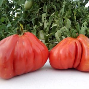 Presadnica rajčica canestrino / kontejner od 6 presadnica - organski uzgoj - OPG Siljan Dorian