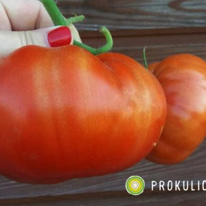 Presadnica rajčica volovsko srce / kontejner od 6 presadnica - organski uzgoj - OPG Siljan Dorian