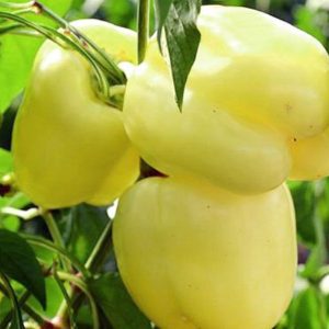 Presadnica paprika babura / kontejner od 6 presadnica - organski uzgoj - OPG Siljan Dorian