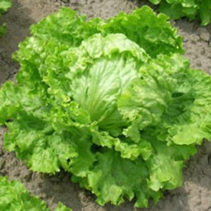 Presadnica salata kristal / kontejner od 6 presadnica - organski uzgoj - OPG Siljan Dorian