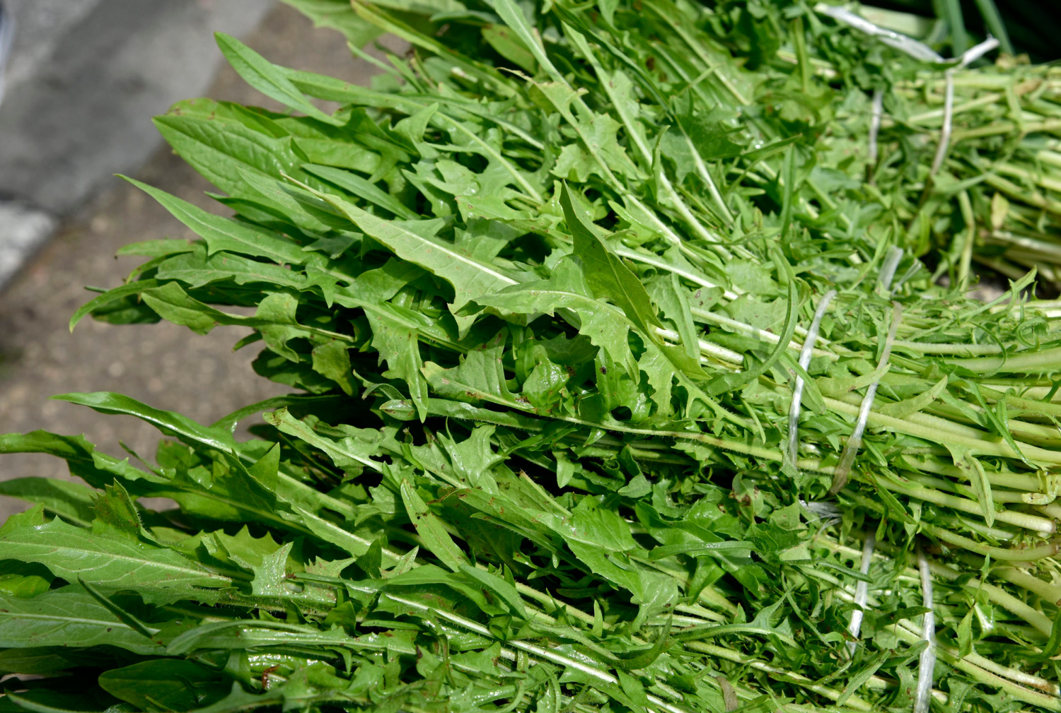 Domaća cikorija list 500g - organski uzgoj