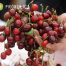 Trešnja 1kg - domaći organski uzgoj