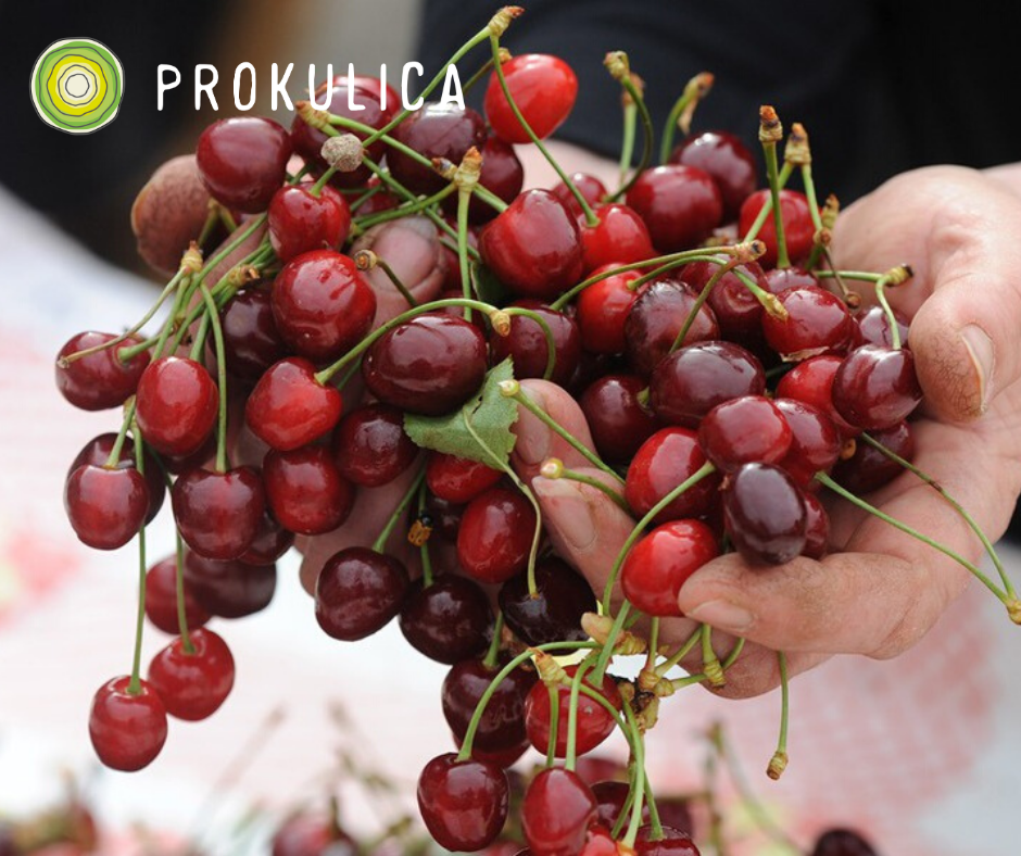 Dizajn bez naslova-4 Trešnja 1kg - domaći organski uzgoj
