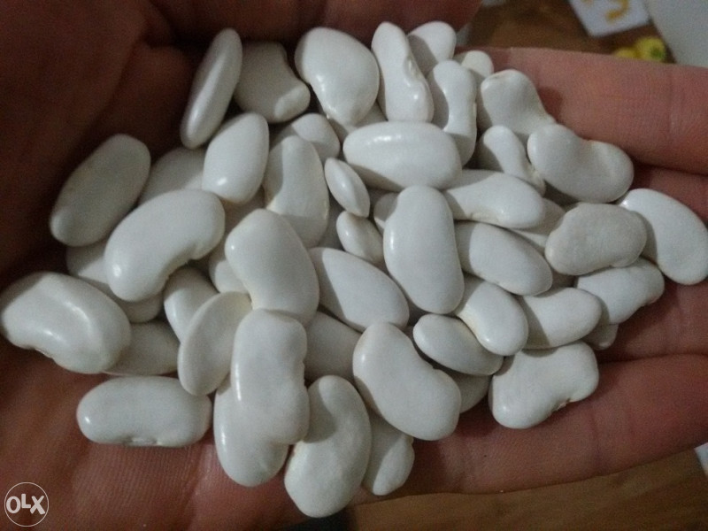 Domaći bijeli grah 1kg - organski uzgoj - OPG Pelin