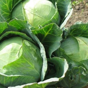 EKO kupus 1kg - OPG Sabljak Vedran