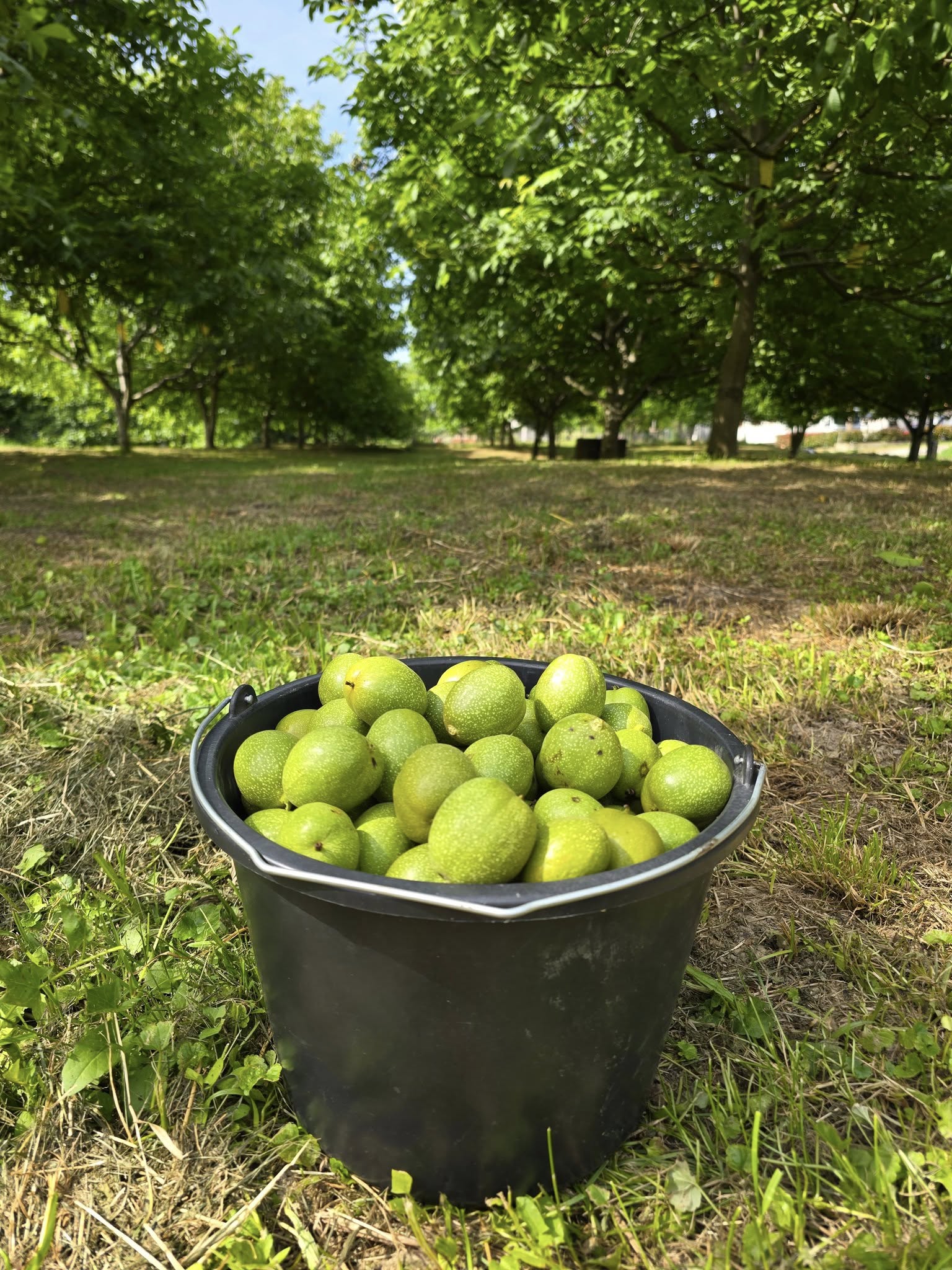 509485034_732392162644067_1990088236691973717_n Domaći zeleni mladi orah za orahovac 1kg - provjeriti raspoloživost