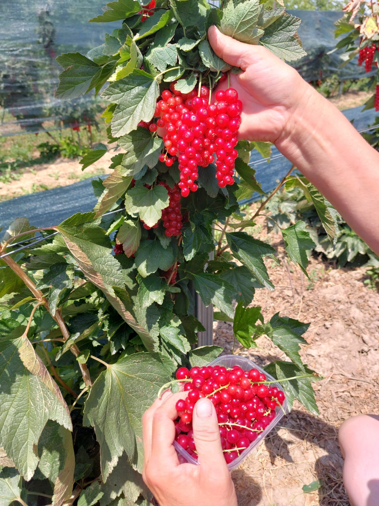 Domaći crveni ribiz 250g