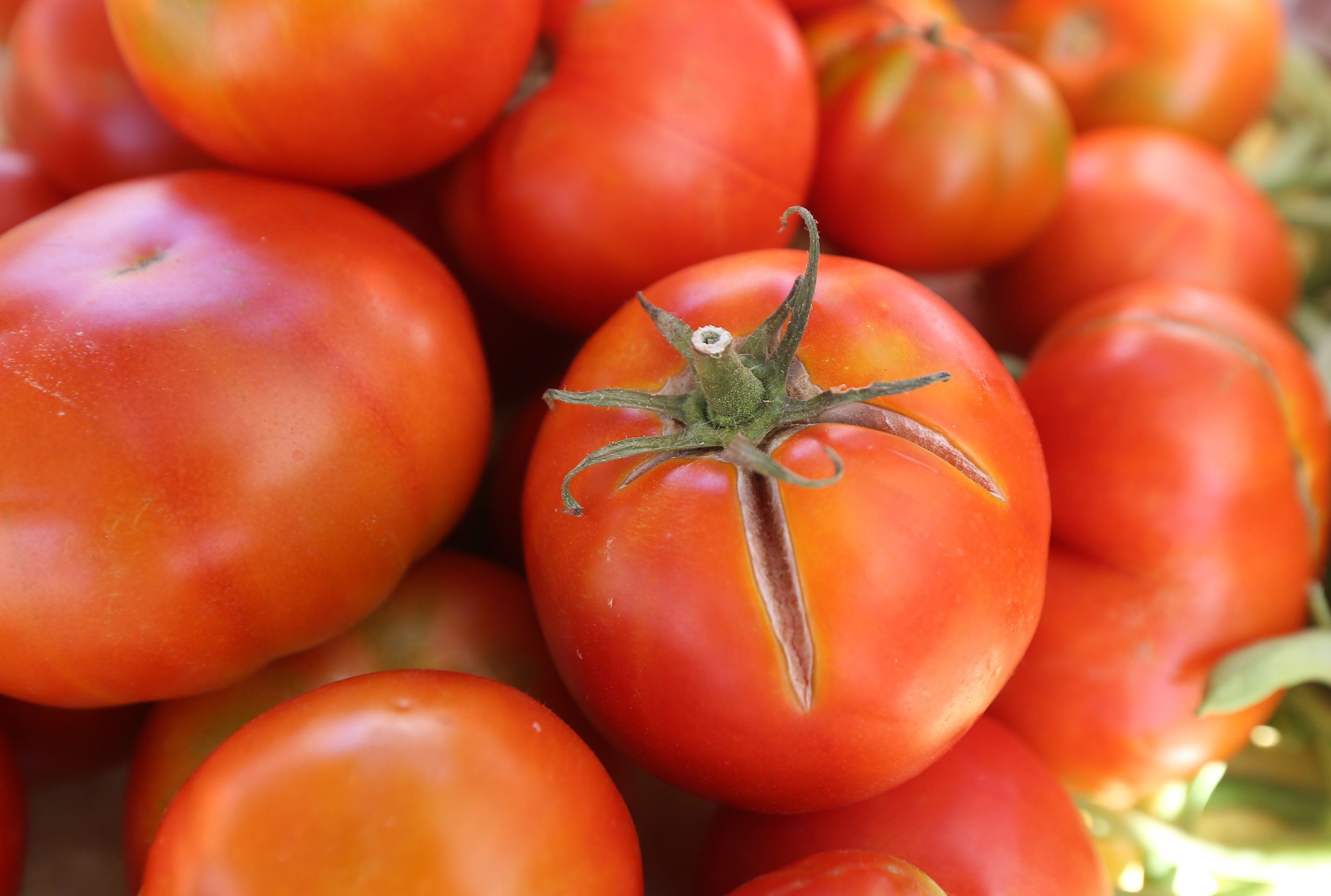 Domaća rajčica 1kg - organski uzgoj - prema raspoloživosti
