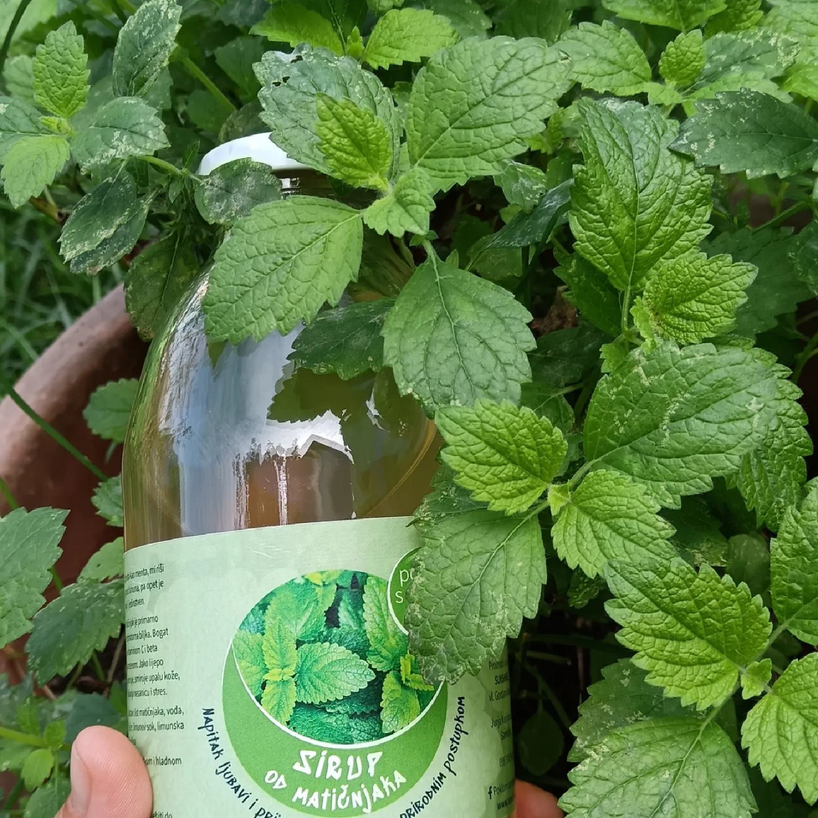 Domaći sirup od matičnjaka 1L