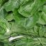 Blitva zelena 500g - biodinamički uzgoj