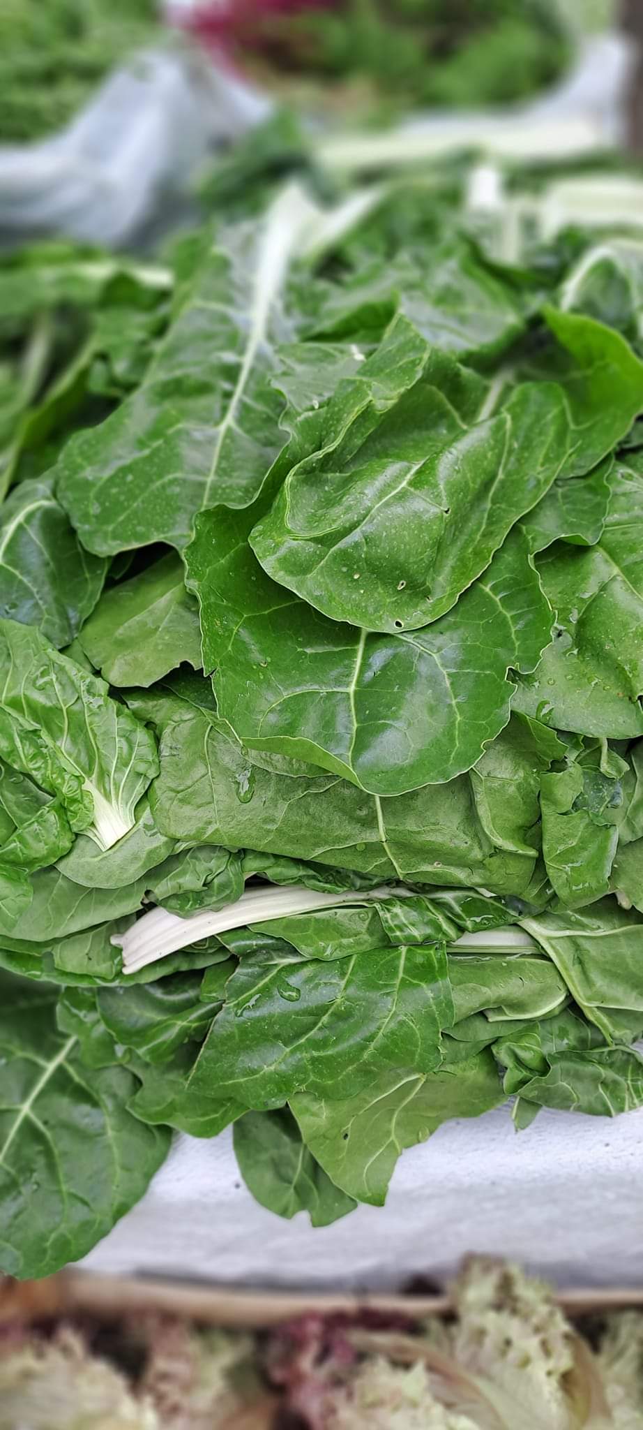 blitva-lisnata-bionda-da-taglio-sjemenke-slika-77548097 Blitva zelena 500g - biodinamički uzgoj