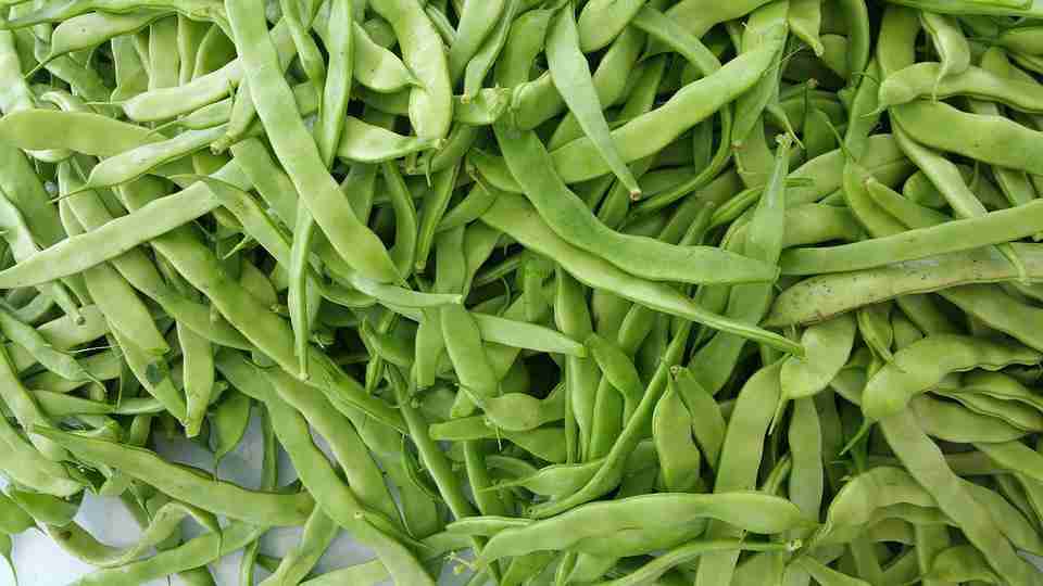 bean-3223038_960_720-1 EKO mahune zelene plosnate 500g - OPG Novak