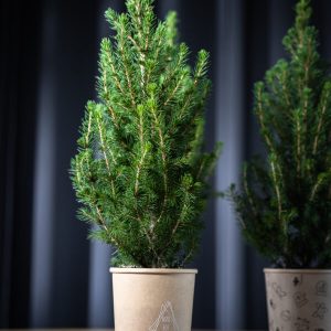 Domaći mini bor 1kom - isporuke kreću krajem 11. mjeseca