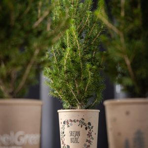 Mini poruka za mini bor 1kom - isporuke kreću krajem 11. mjeseca