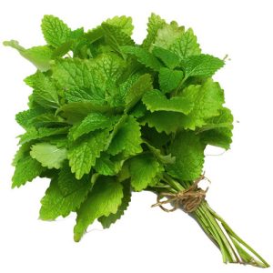 Menta svježa vezica