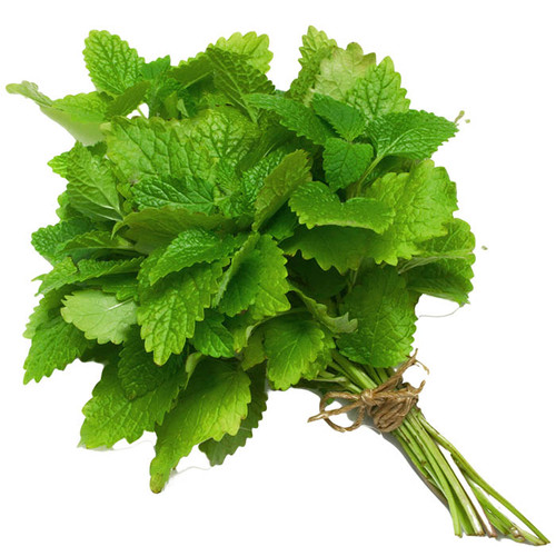 Menta svježa vezica