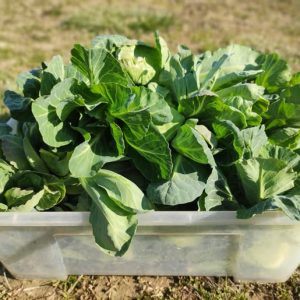 EKO domaća čimula, ćimulica, cimica 500g -OPG Novak