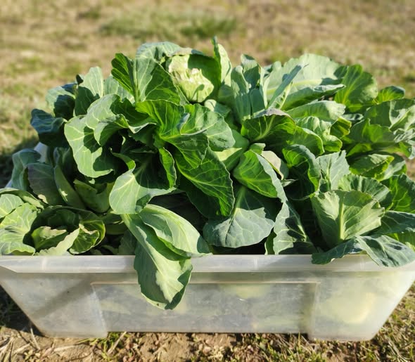 EKO domaća čimula, ćimulica, cimica 500g -OPG Novak EKO domaća čimula, ćimulica, cimica 500g -OPG Novak