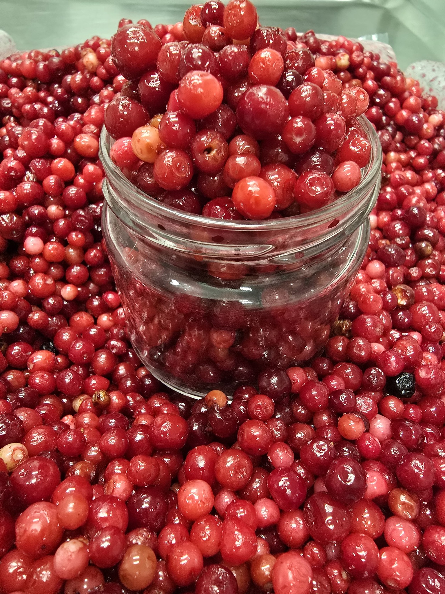 U ponudi brzo smrznuta šumska brusnica! Pakirana po 2,5 kg - 37,50 €/kom (15,00 €/kg) Brusnica je jako bogata mineralima, vitaminima A i C, vlaknima te kalijem. Zbog visoke koncentracije vitamina C ima kiselkast okus. Svojim antibiotskim djelovanjem brusnice uništavaju štetne bakterije i gljivice u tijelu, a također spriječavaju pojavu infekcija urinarnog sustava izazvanih bakterijama.