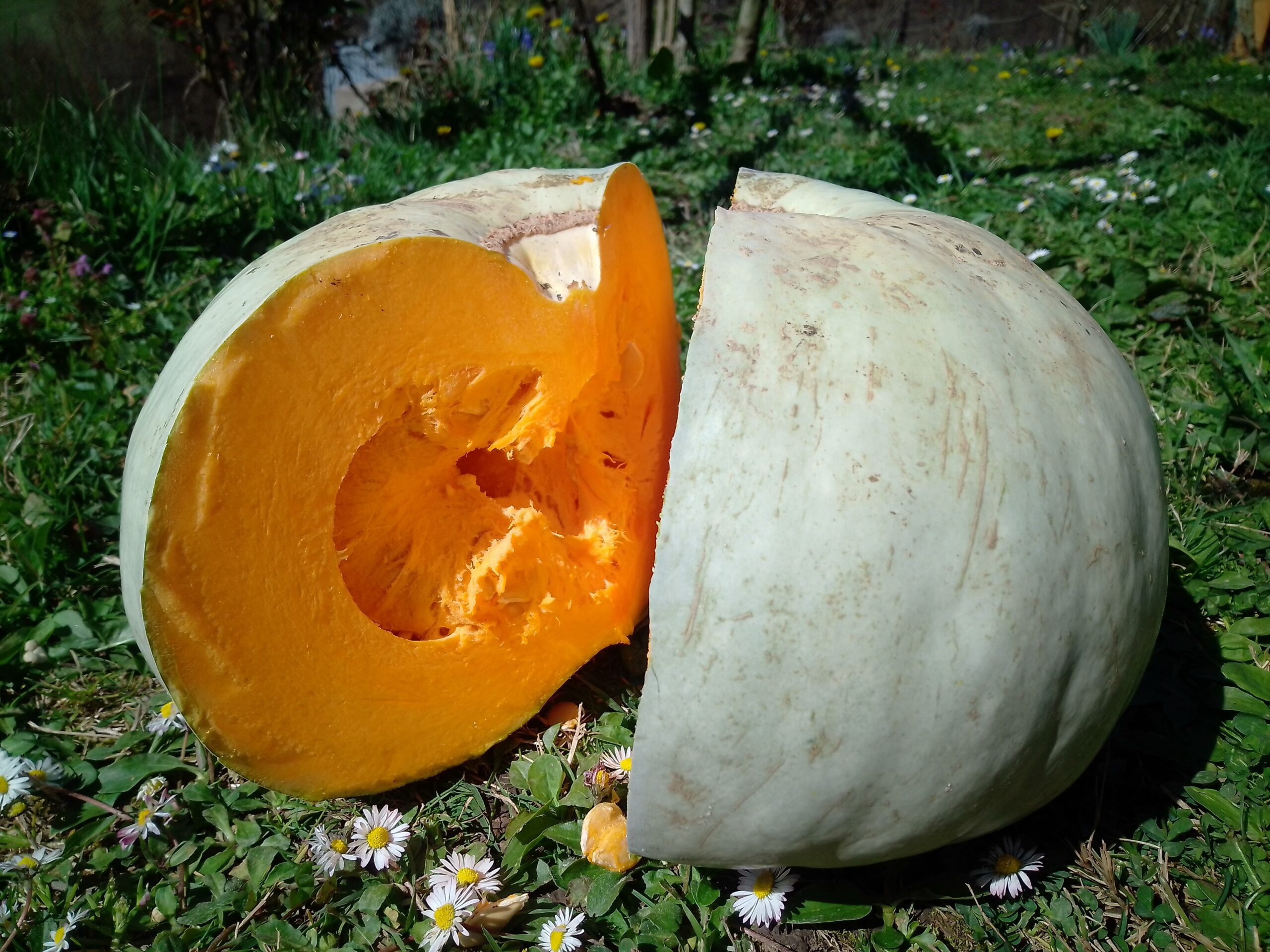 EKO tikva turkinja 1kg (komad 2kg do 5kg) - OPG Koščak Ivana