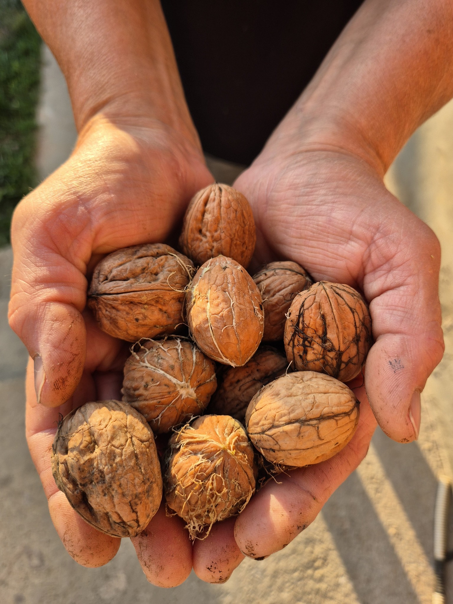 Domaći orah u ljusci 1kg